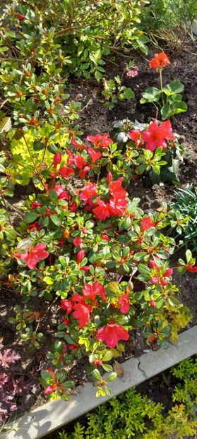  - Azalee si Rhododendroni