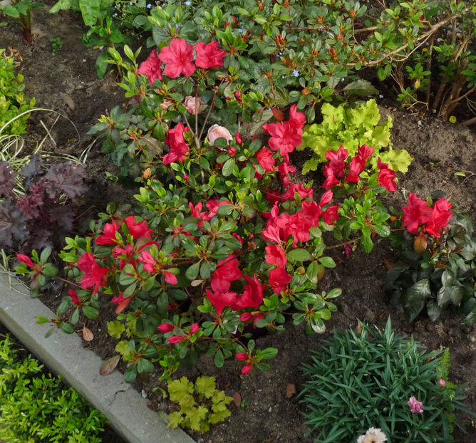  - Azalee si Rhododendroni