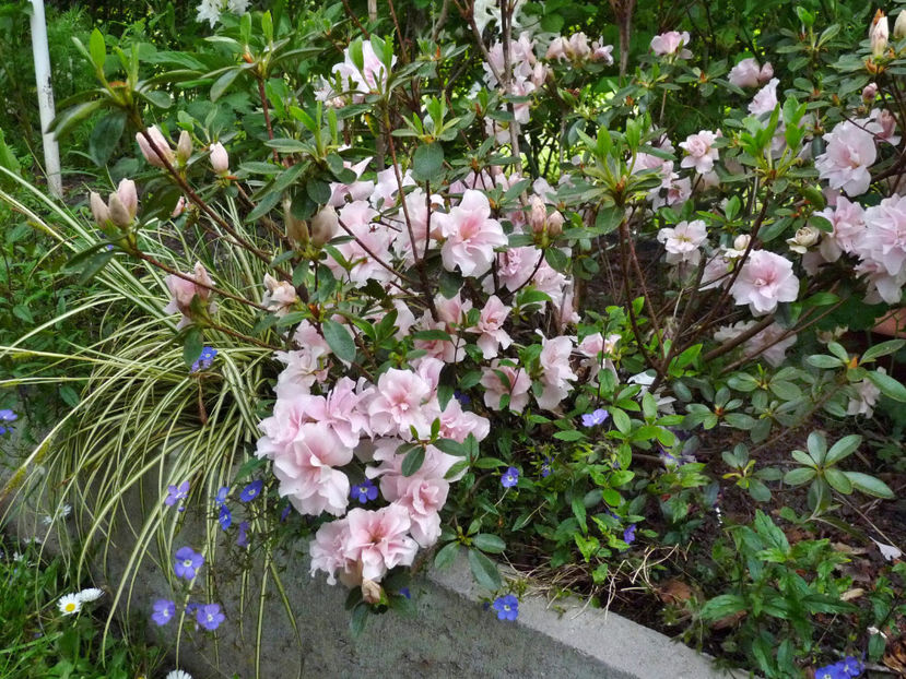  - Azalee si Rhododendroni