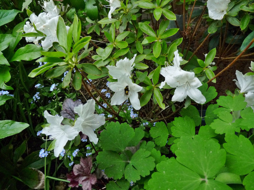  - Azalee si Rhododendroni