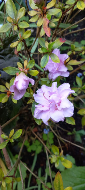  - Azalee si Rhododendroni