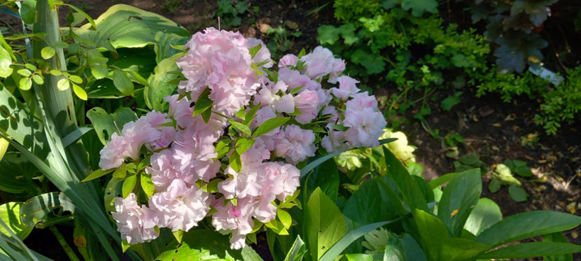  - Azalee si Rhododendroni