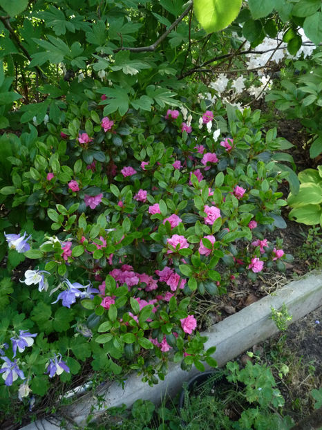  - Azalee si Rhododendroni
