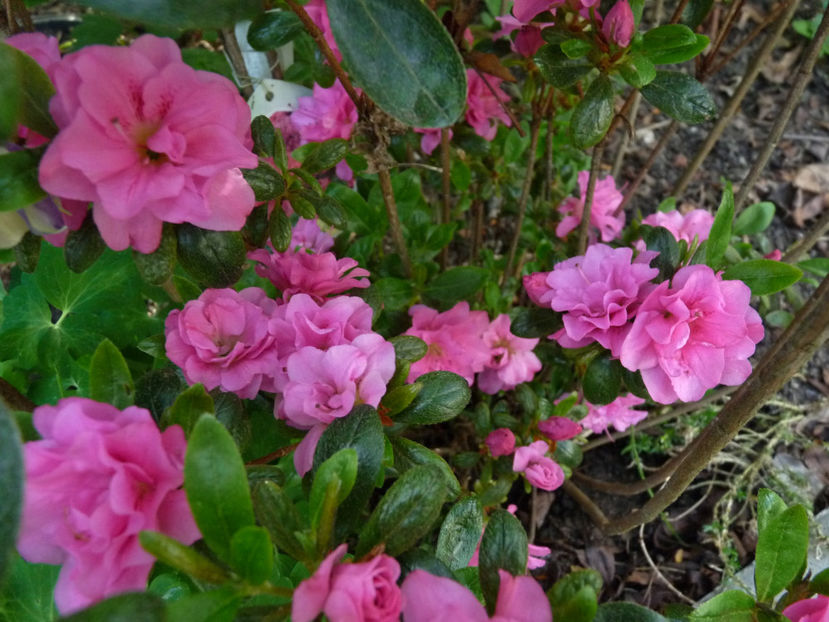  - Azalee si Rhododendroni