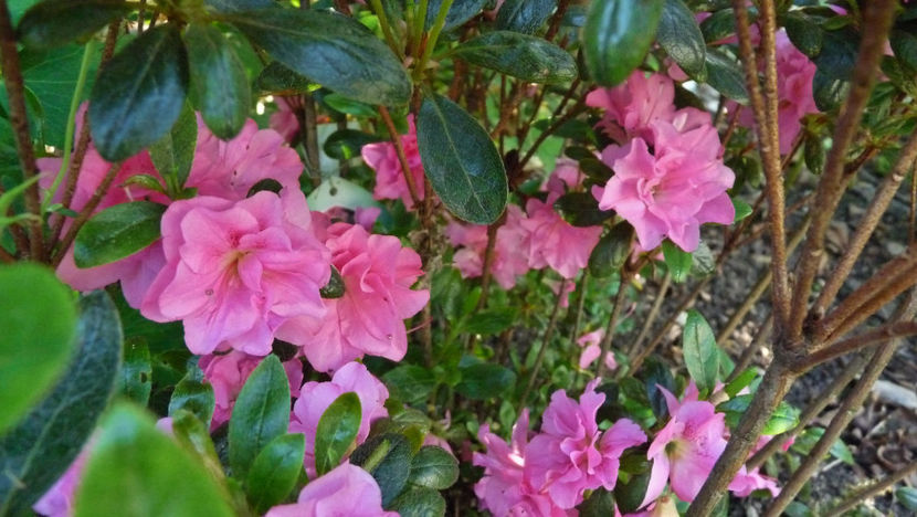  - Azalee si Rhododendroni