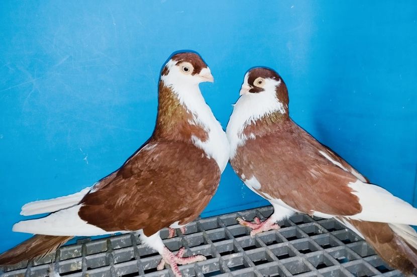 Perechea - B - Perechi 2025