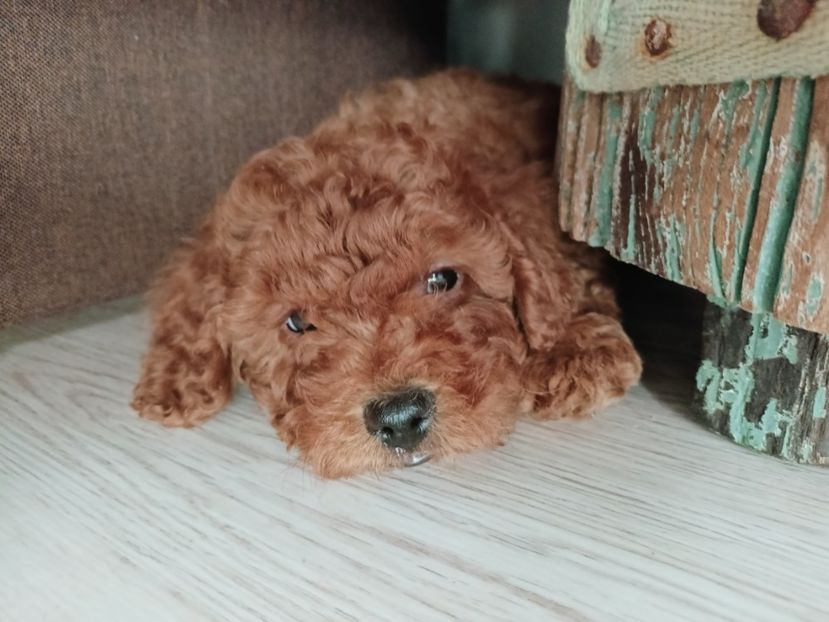 10.02.2025 - cățelușul Hugo