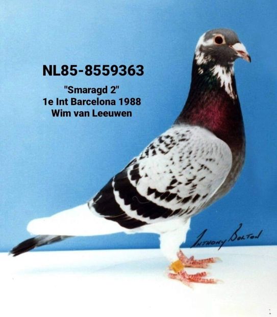  - Barcelona internațional