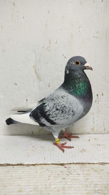  - De vanzare voiajori pui 2015