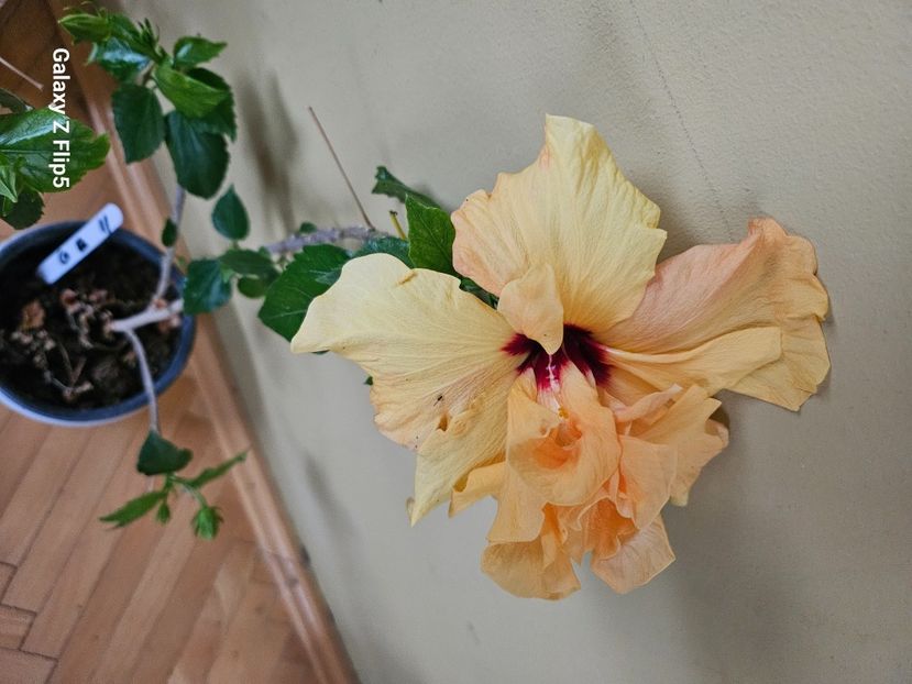  - Hibiscus