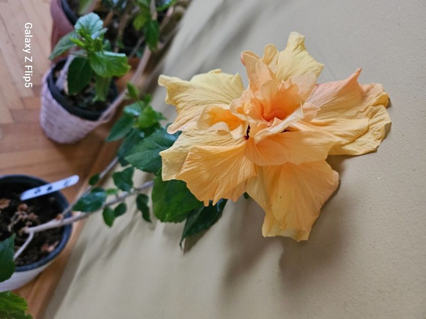 - Hibiscus