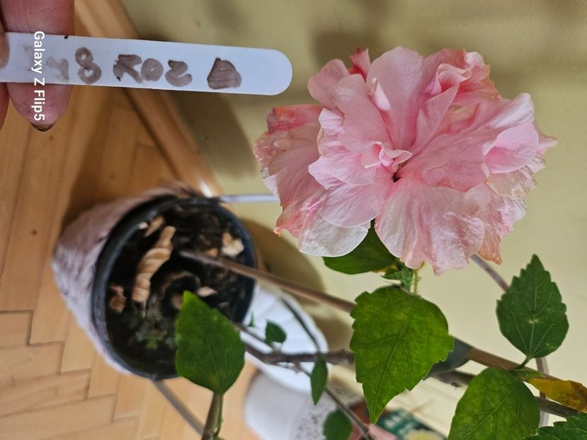  - Hibiscus