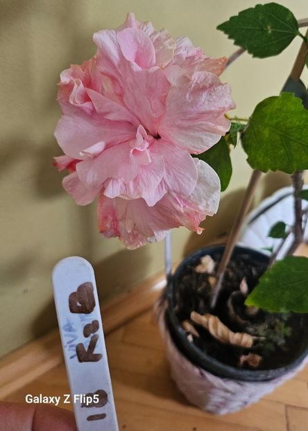  - Hibiscus
