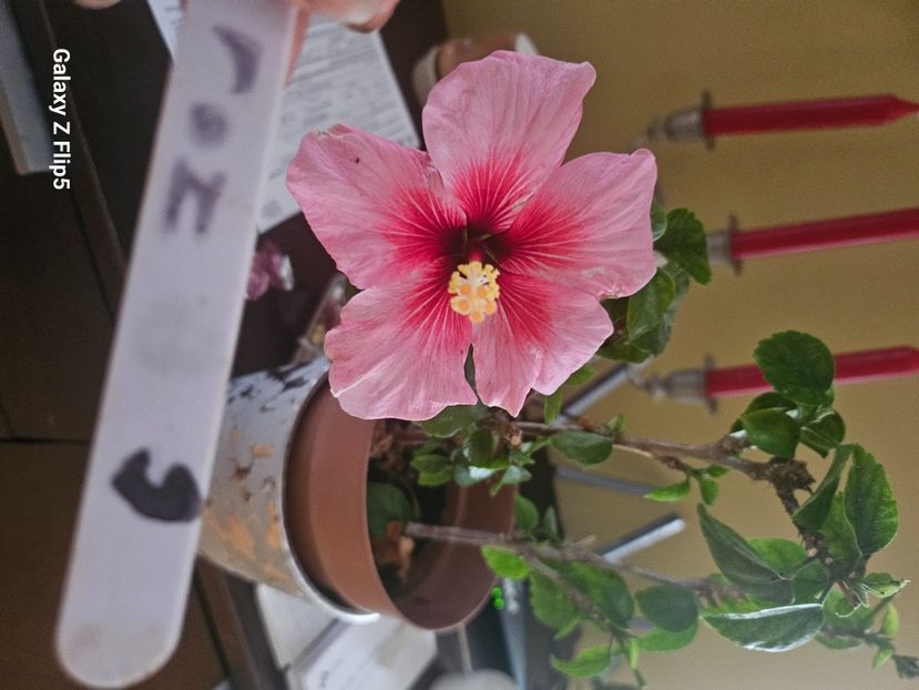  - Hibiscus