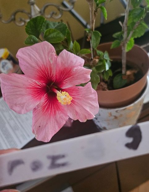  - Hibiscus