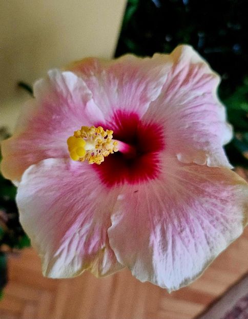  - Hibiscus