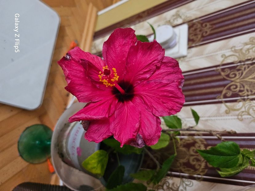 b51fcb22-a399-4fee-b1b5-e6984f970f16-1_all_77345 - Hibiscus