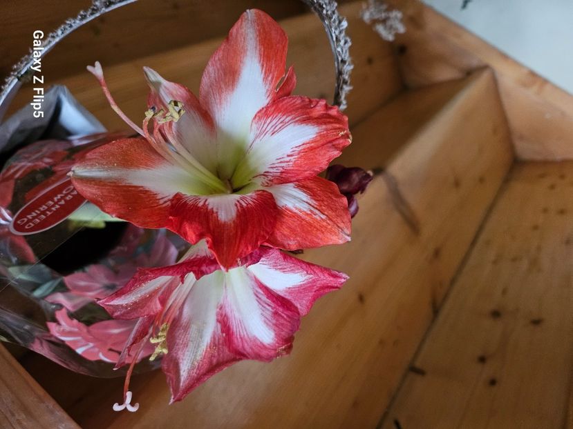 b51fcb22-a399-4fee-b1b5-e6984f970f16-1_all_77339 - Hibiscus