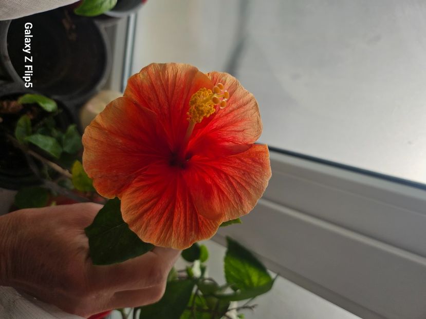  - Hibiscus