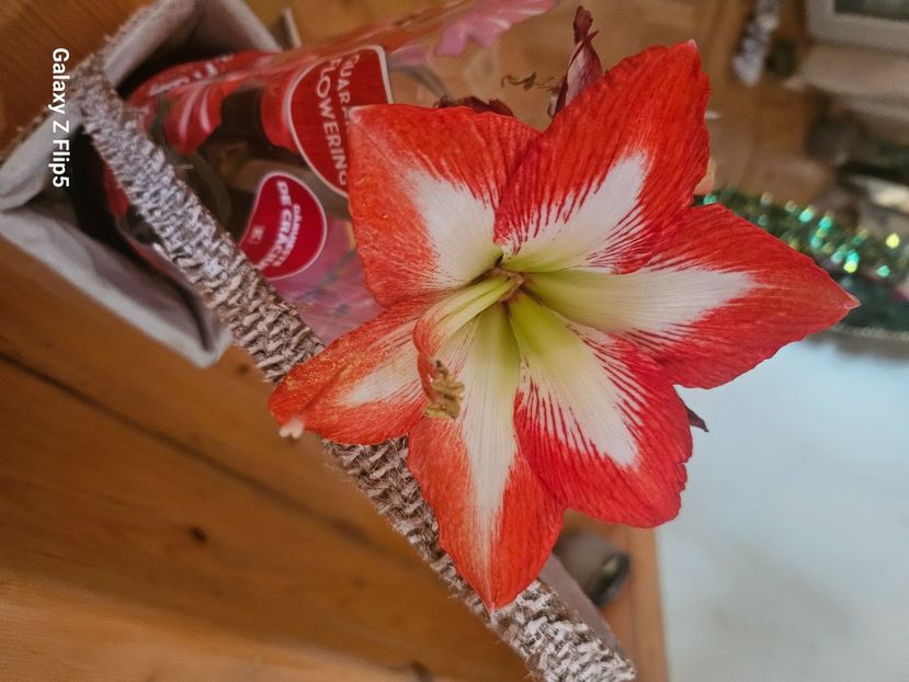 - Hibiscus
