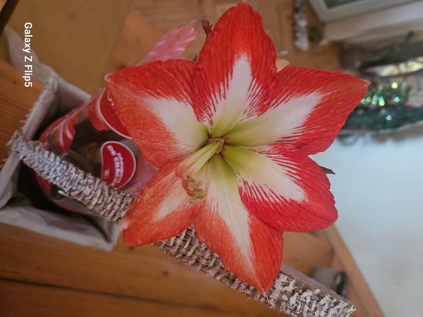  - Hibiscus