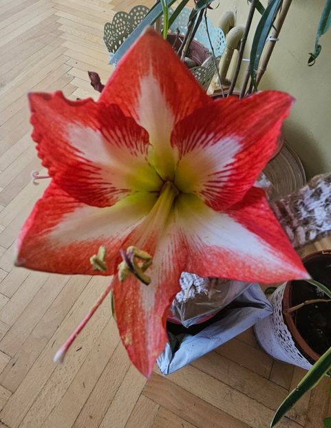  - Hibiscus