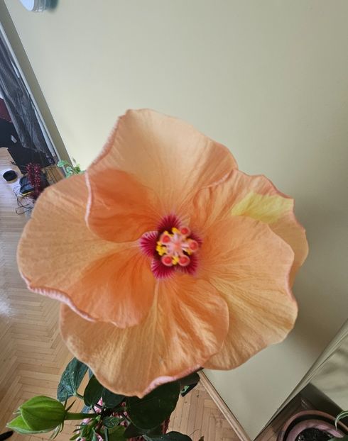  - Hibiscus