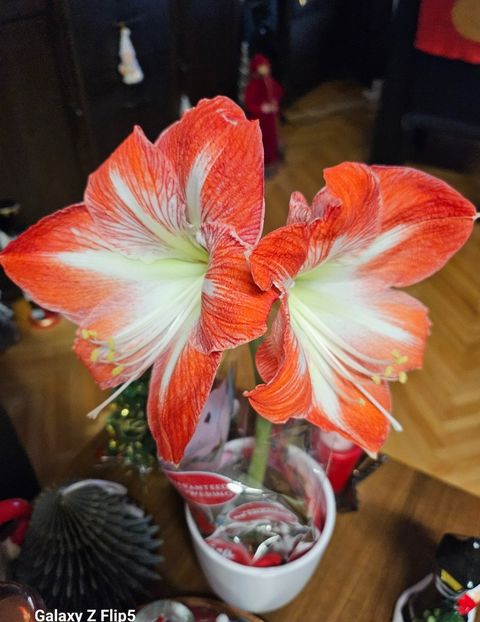  - Hibiscus