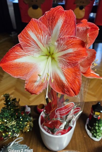  - Hibiscus
