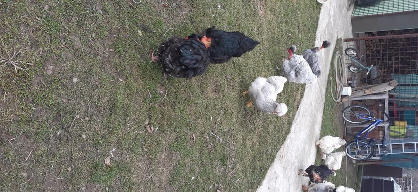  - gaini motate barboase și golase 2025