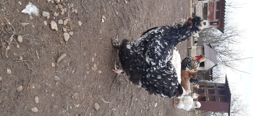  - gaini motate barboase și golase 2025