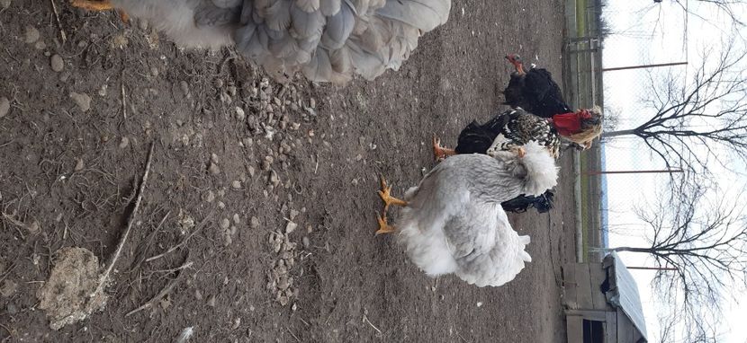  - gaini motate barboase și golase 2025