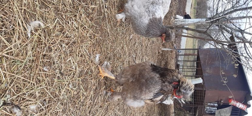  - gaini motate barboase și golase 2025