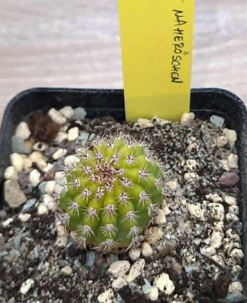 naher0schen - Hildewintera NAHEROSCHEN