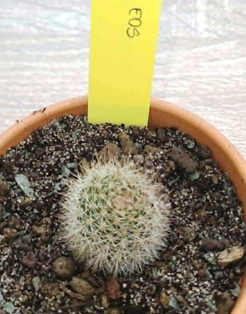 eos - Hildewintera EOS