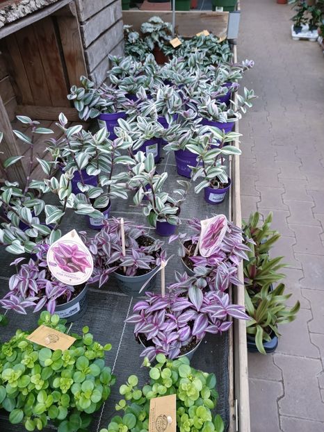 Img.2025.02.13 - Magazinul 5