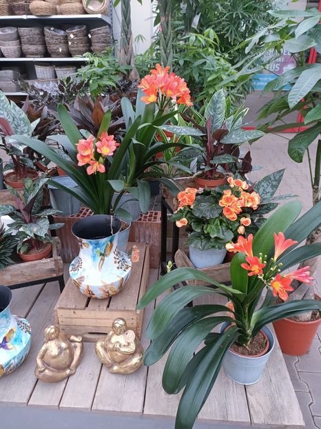 Img.2025.02.13 - Magazinul 5