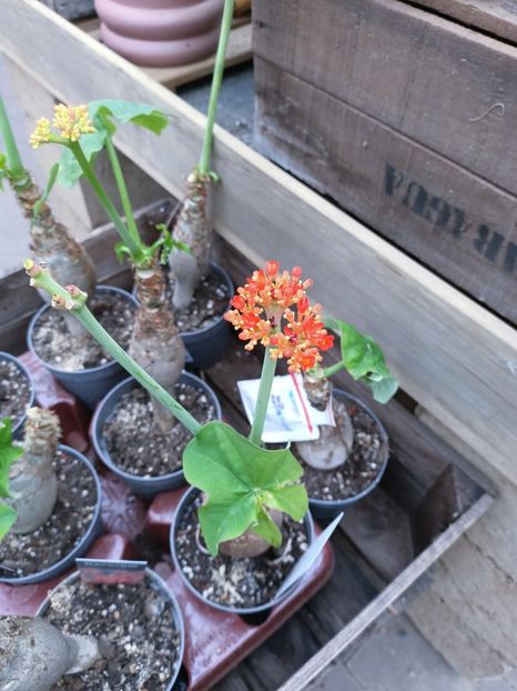 Img.2025.02.13 - Magazinul 5