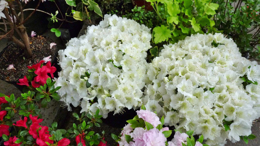 - Azalee si Rhododendroni