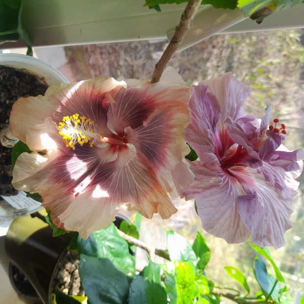  - Diamonds are forever