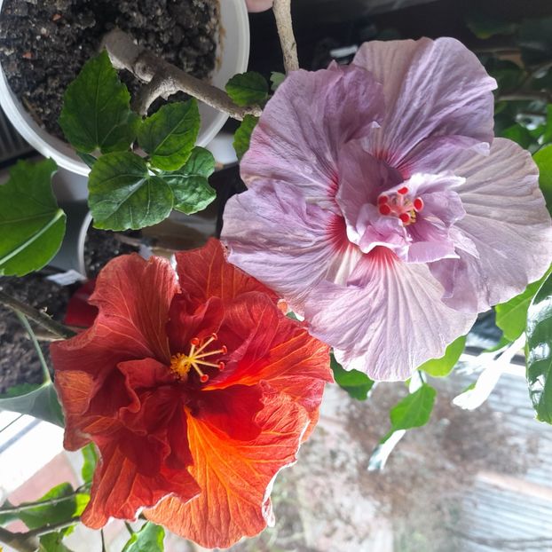  - Diamonds are forever