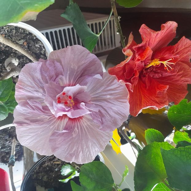  - Diamonds are forever