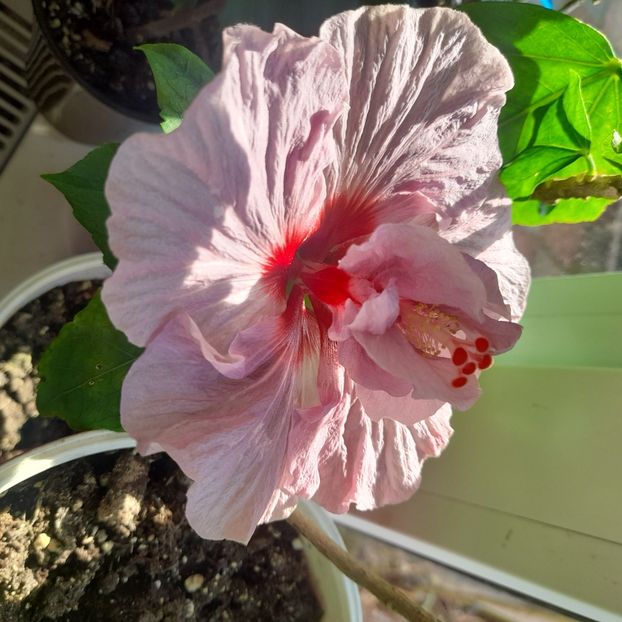  - Diamonds are forever