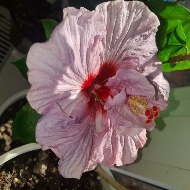  - Diamonds are forever