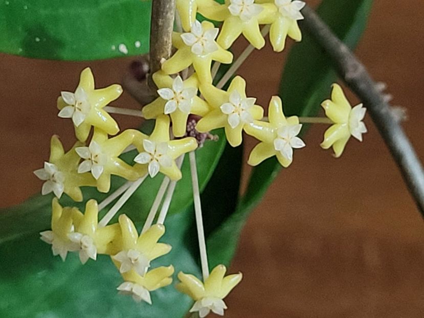  - Hoya Surigaoensis