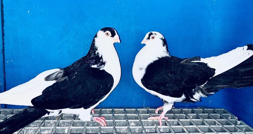 Perechea  9 - B - Perechi 2025