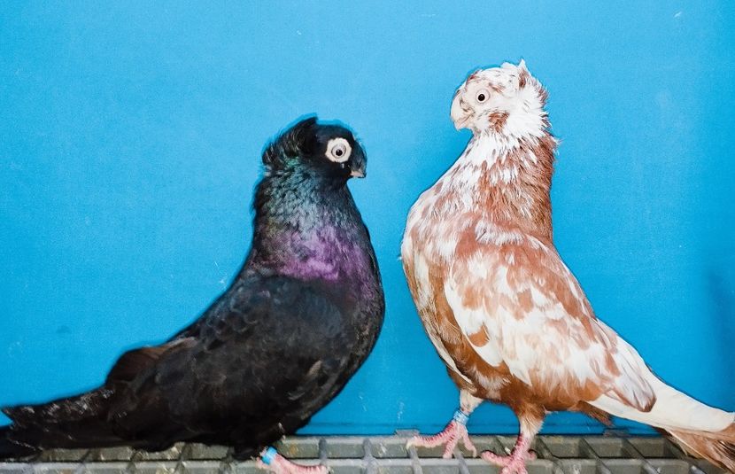 Perechea - A - Perechi 2025