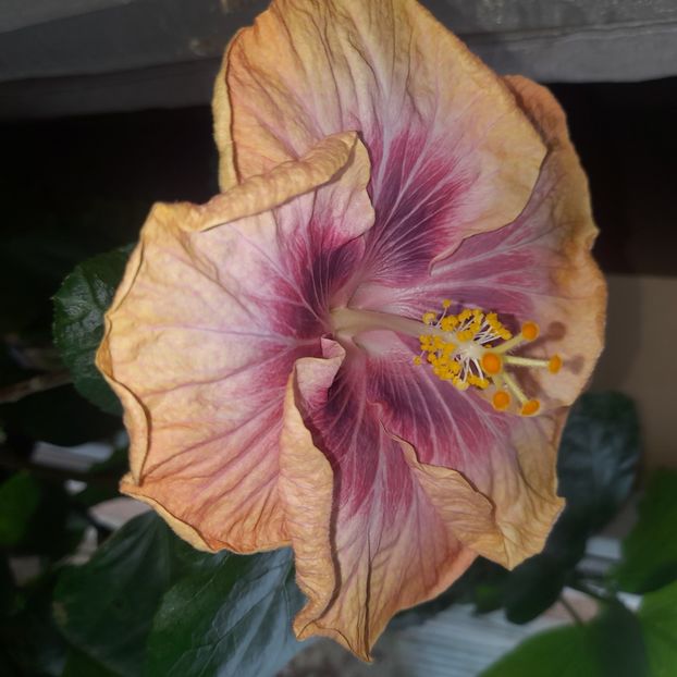  - Taiwan Magic Stoat