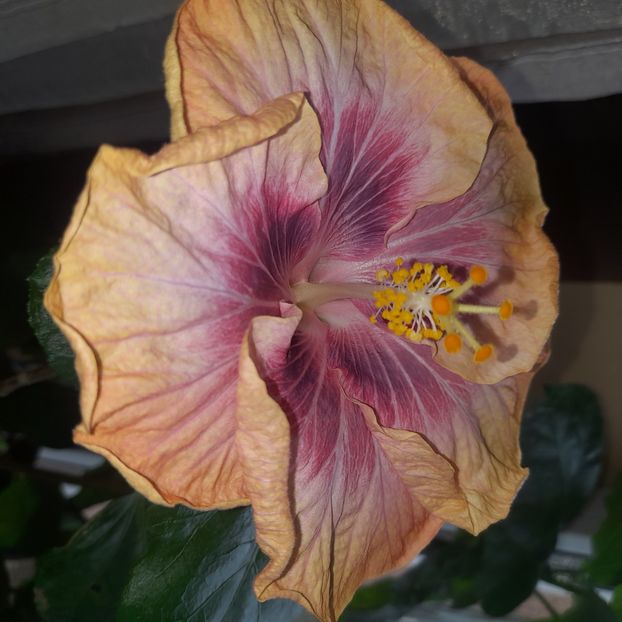  - Taiwan Magic Stoat