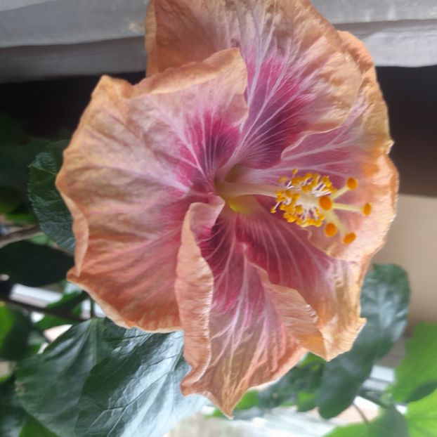  - Taiwan Magic Stoat